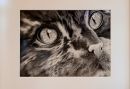 2024 the eyes have it sarah edge