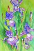 blue iris