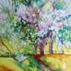 cherry trees