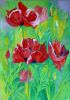 red poppies